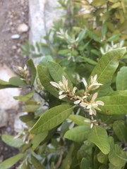 Chrysolepis sempervirens