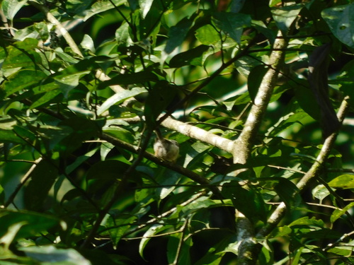 Pygmy Bushtit (Aegithalos exilis), photo 9