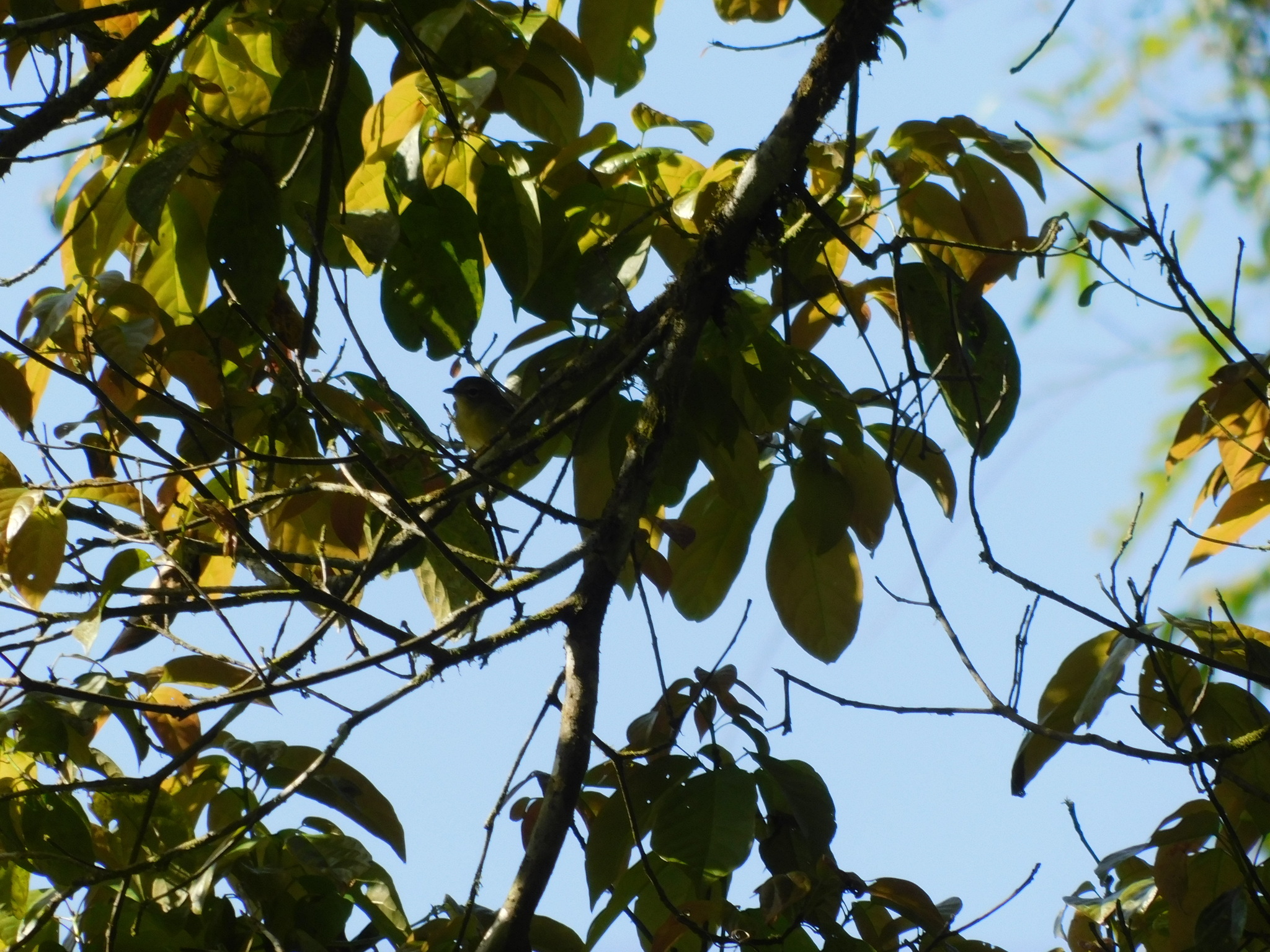 Trilling Shrike-Babbler illustration