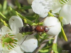 Insecta