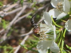 Insecta