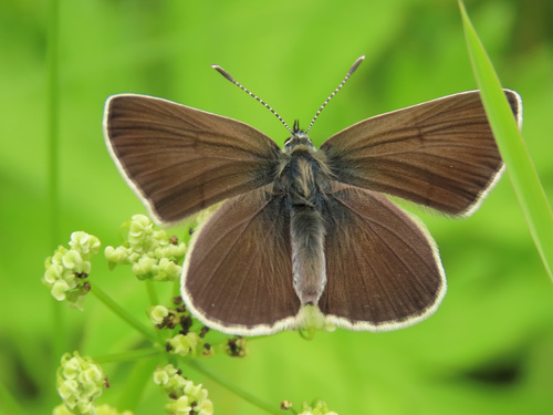 Geranium Argus