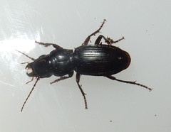 Pterostichus acutipes