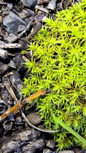Image of Pseudocrossidium crinitum by no rights reserved