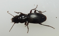 Pterostichus acutipes