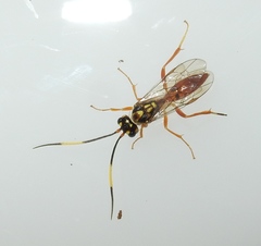 Trigonalidae