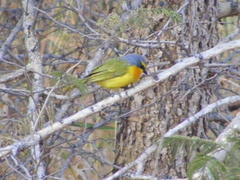 Telophorus sulfureopectus