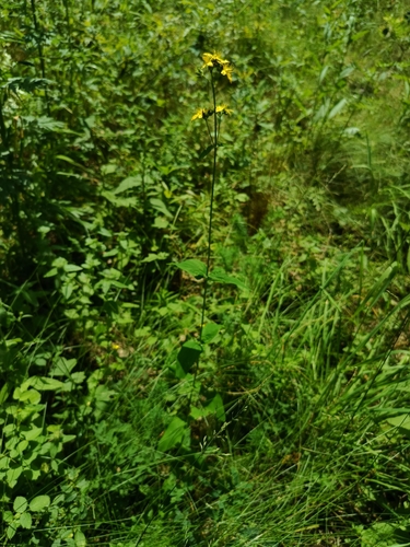 Image of Hypericum montanum by (c) Vladimír Fuka, some rights reserved (CC BY)