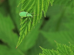 Phyllobius maculicornis