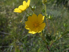Potentilla pedata