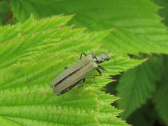 Oedemera virescens