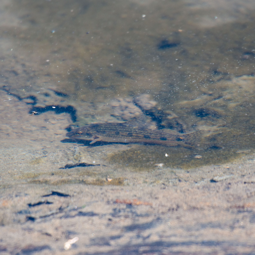 Pyrenean Gudgeon