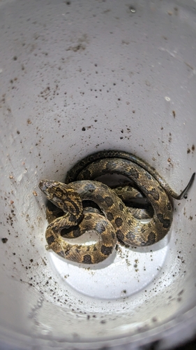 Splendid Cat-eyed Snake