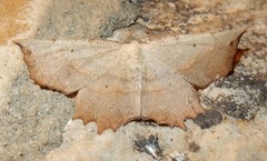 Euchlaena obtusaria