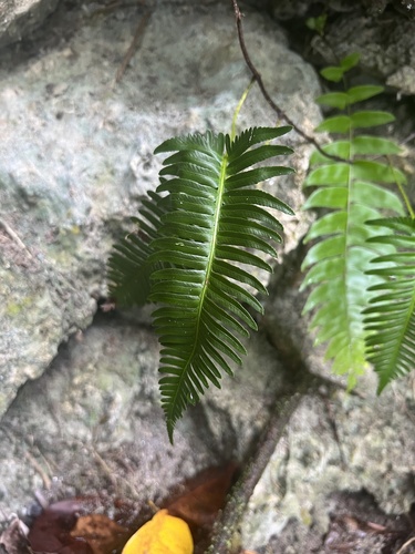 Davallia pectinata observed 2024-07-08