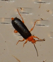 Neopyrochroa flabellata