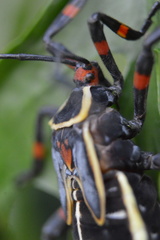 Pachylis acutangulus