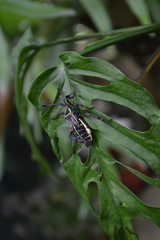 Pachylis acutangulus