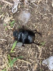 Dichotomius carolinus