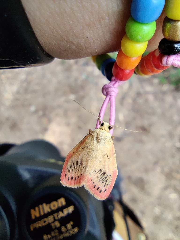 Rosy footman (Miltochrista miniata)