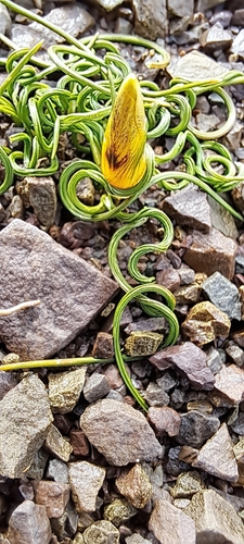 Romulea tortuosa