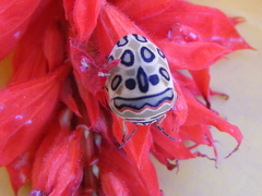 Sphaerocoris annulus
