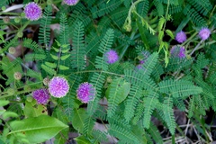Mimosa microphylla