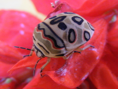 Sphaerocoris annulus