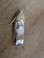 Epiblema abruptana