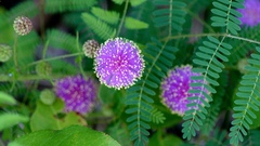 Mimosa microphylla