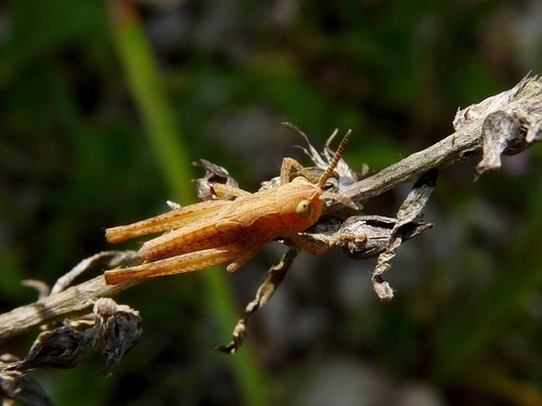 Rufous Grasshopper, Jennersdorf, Österreich, photo 9 of 10