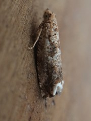 Epiblema abruptana