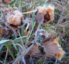 Gossypium tomentosum