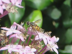Syrphidae