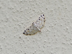 Pycnarmon cribrata