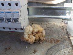 Pseudoanthidium repetitum