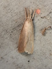 Schoenobiinae