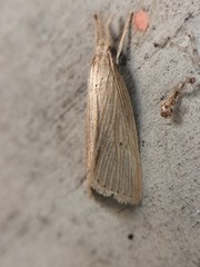 Schoenobiinae