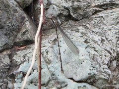 Episynlestes albicaudus