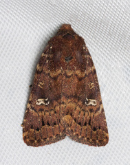 Pseudorthodes irrorata