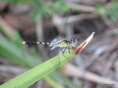 Diplacodes trivialis