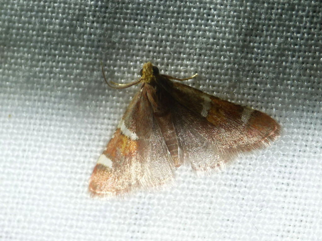 Pyralis sagarrai