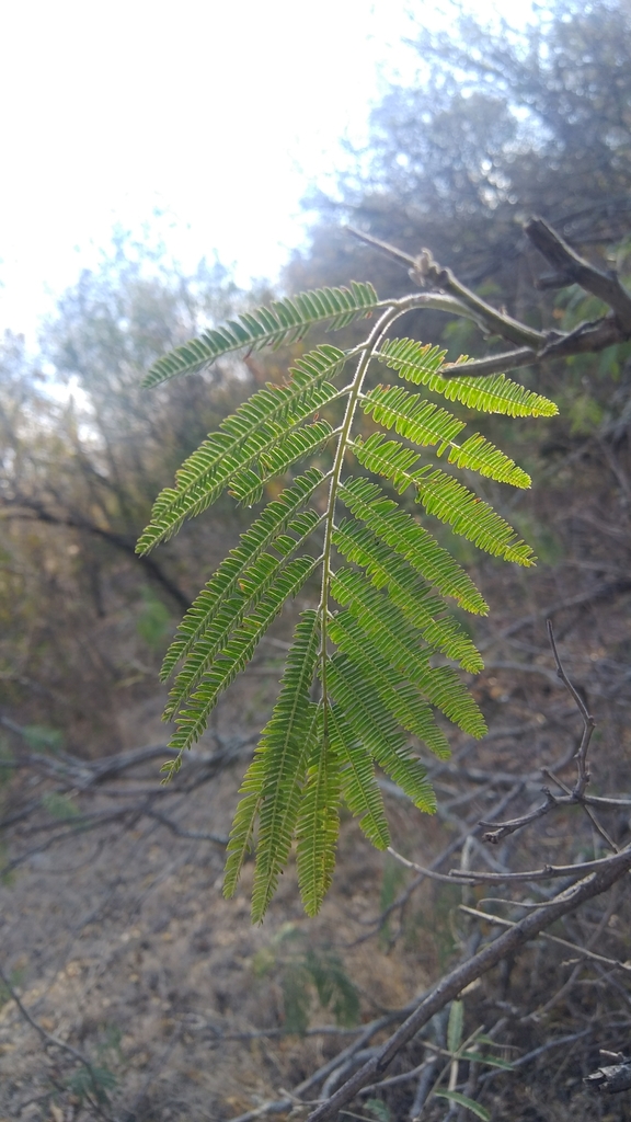 Lysiloma Acapulcense From San Nicol S Tolentino S L P M Xico On June At Am By