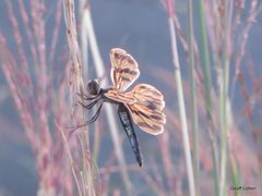 Rhyothemis graphiptera