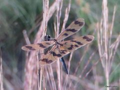 Rhyothemis graphiptera