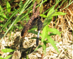 Leucorrhinia caudalis