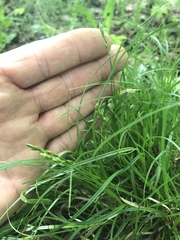 Carex arctata
