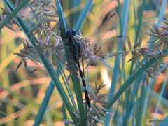 Orthetrum sabina