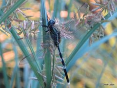 Orthetrum sabina