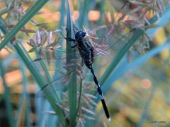 Orthetrum sabina
